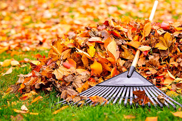 feuilles jardin conseils