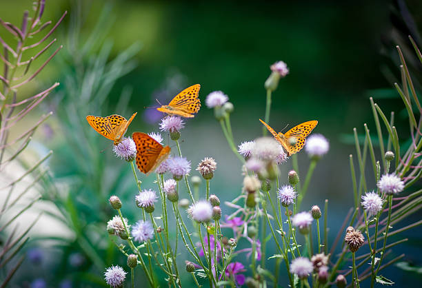 jardin entretien conseils printemps