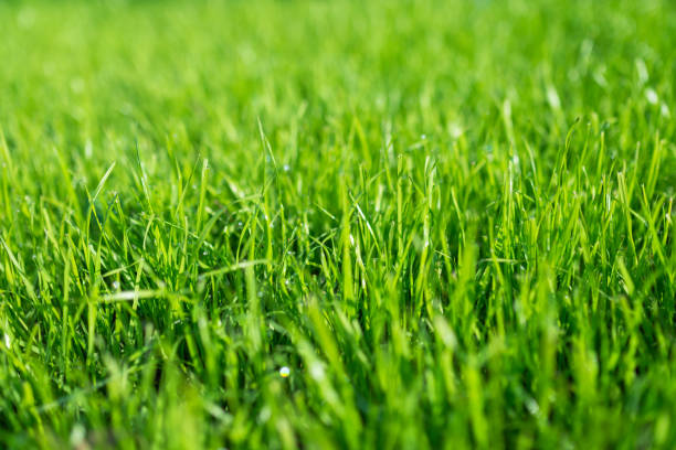 gazon vert entretien pelouse conseils